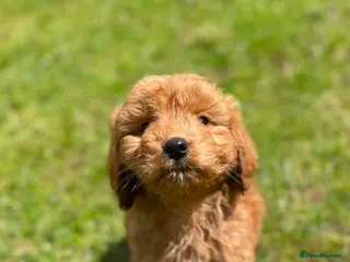 Cockapoo dogs READY TO LEAVE BEAUTIFUL MINIATURE COCKERPOOS - Advert 4