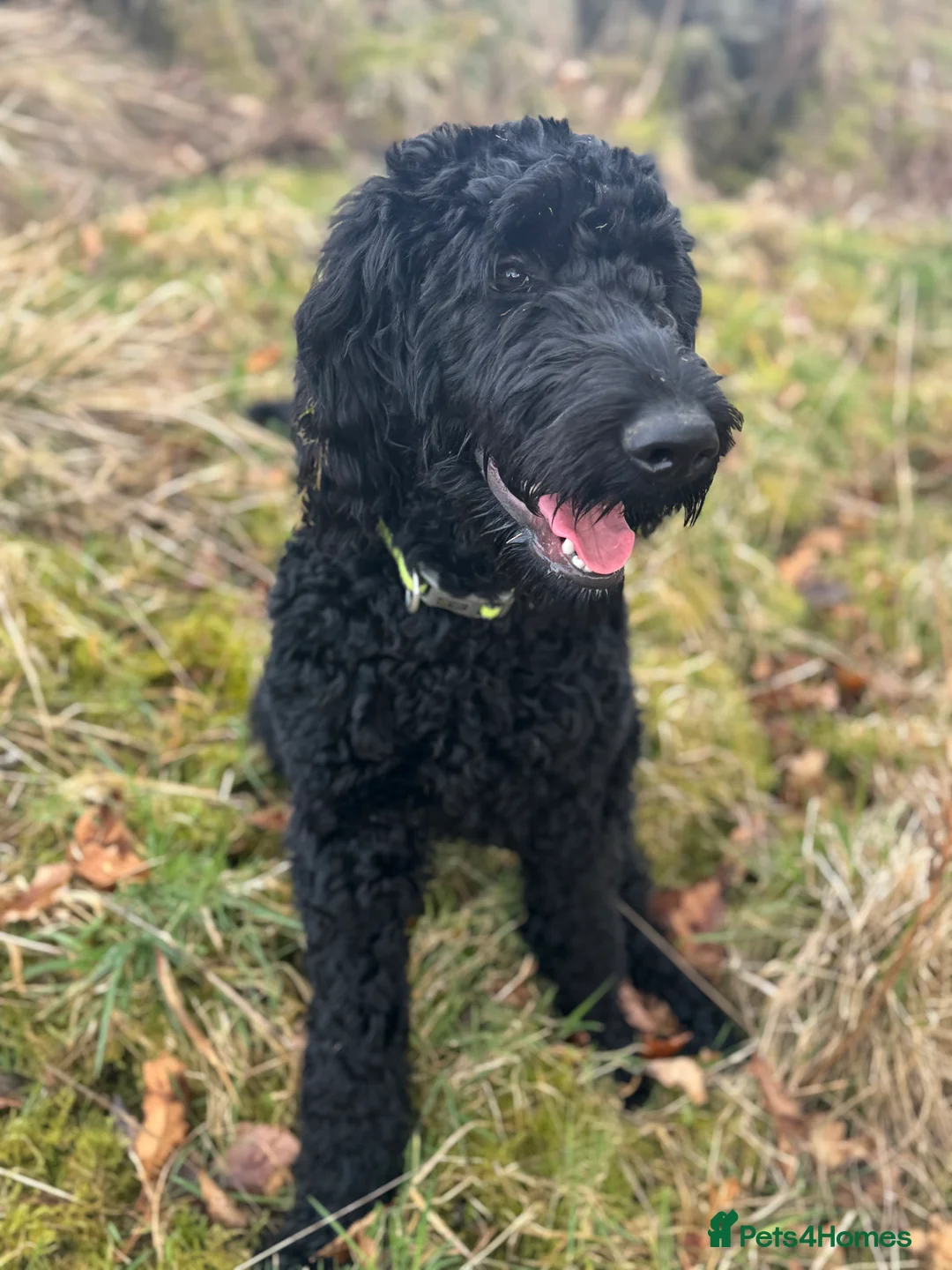 Goldendoodle dogs for sale: Golden doodle F1B stunning puppies  - Advert 2