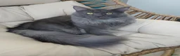Maine Coon cats for sale: Maine coon x bengal x russian blue mixed litter - Advert 4