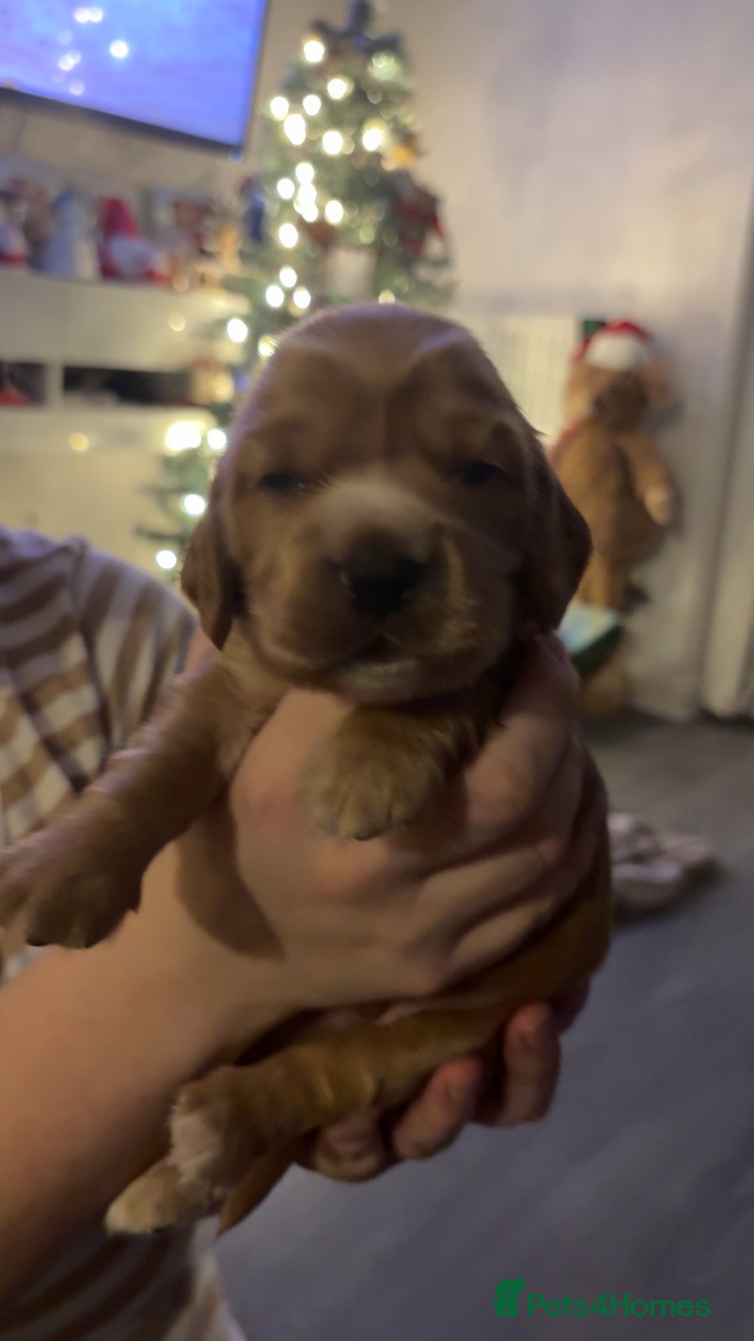 Cocker Spaniel dogs for sale: Show type cocker spaniel pups - Advert 23