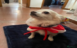 Chihuahua dogs for stud: Luke  - Image 4
