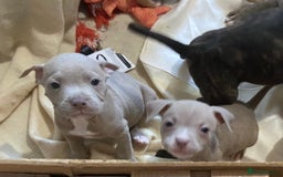 Mixed Breed dogs for sale: Staff x American pocket bully pups  - Image 17