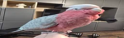 Parrots birds for sale: Galah Cockatoo Hand Reared  - Advert 7