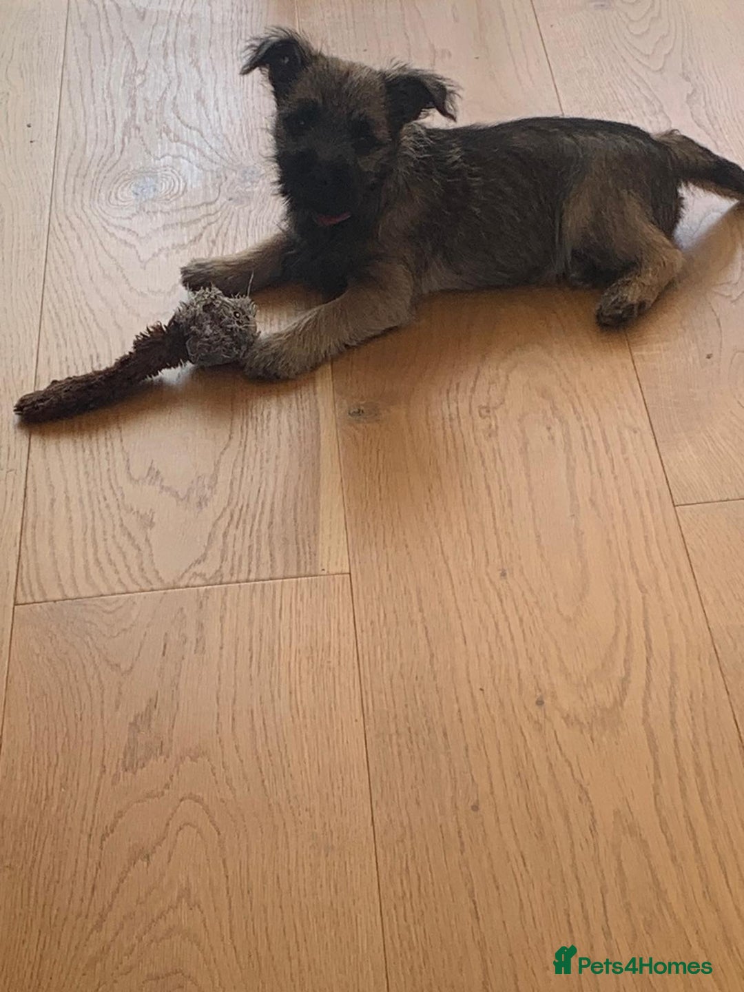 Mixed Breed dogs for sale: Border cross Cairn Terrier puppy - Image 6