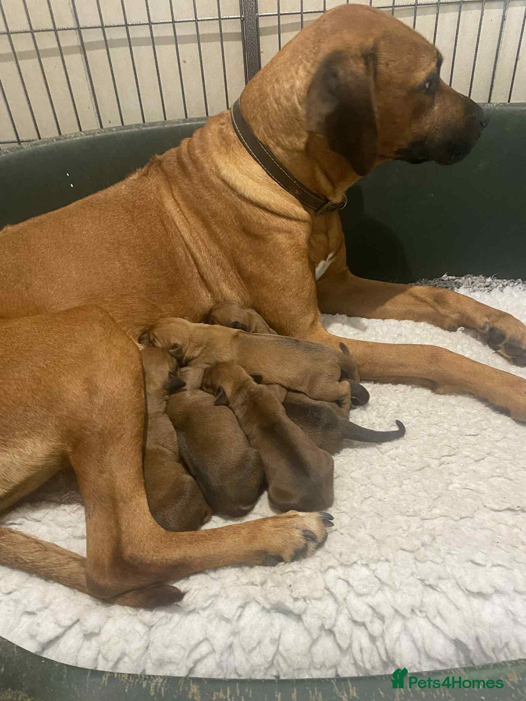 Rhodesian Ridgeback dogs for sale: KC reg Rhodesian Ridgeback puppies - Image 4