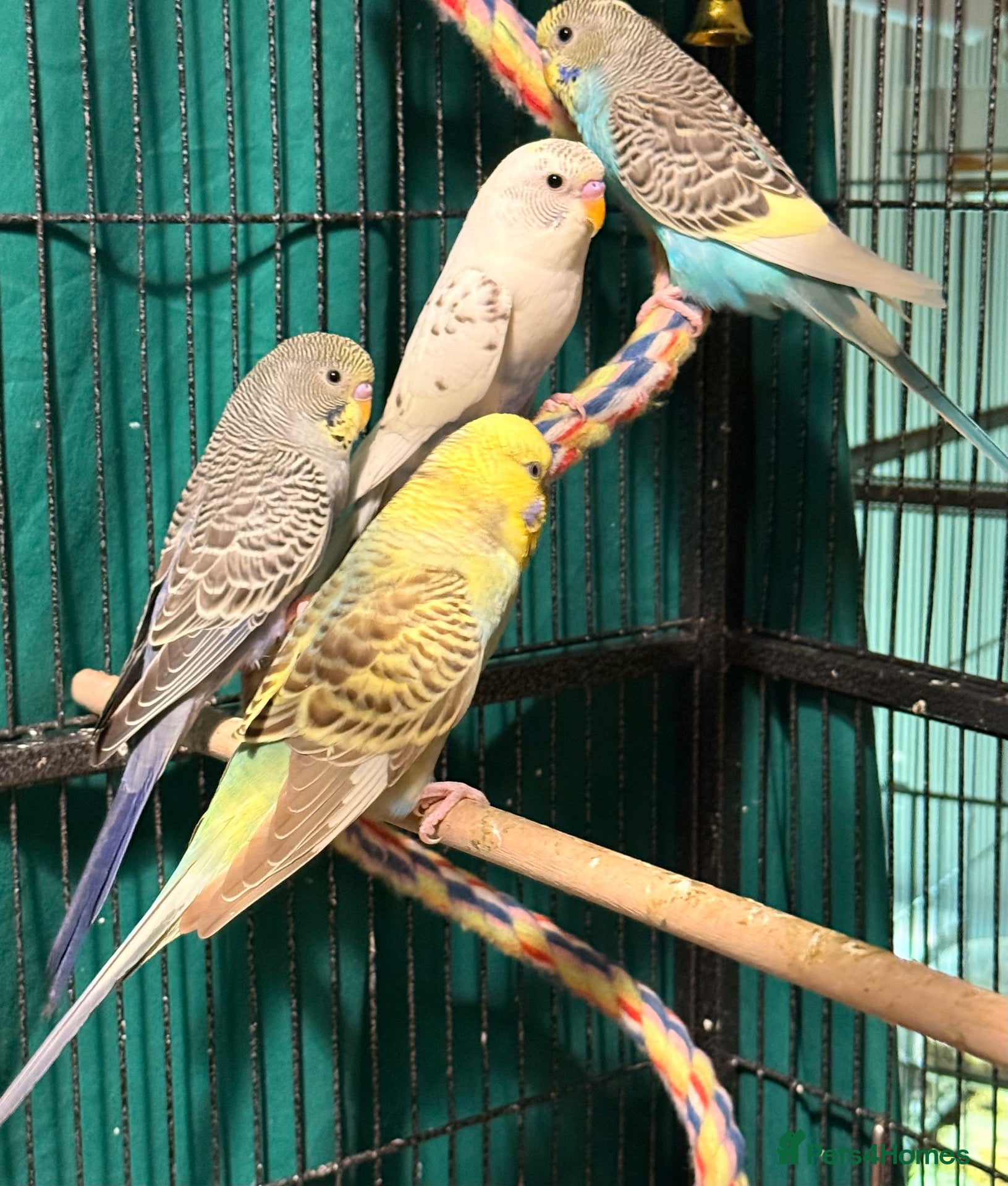 Budgerigars birds Young Budgies 8 to 10 Weeks Old Available  - Advert 1