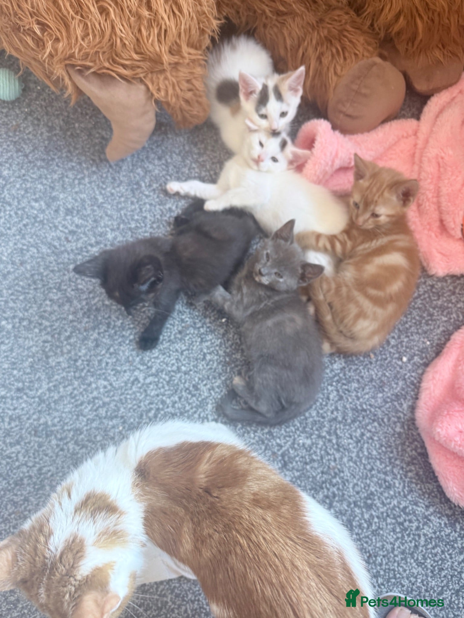 Mixed Breed cats Mixed litter  - Advert 1