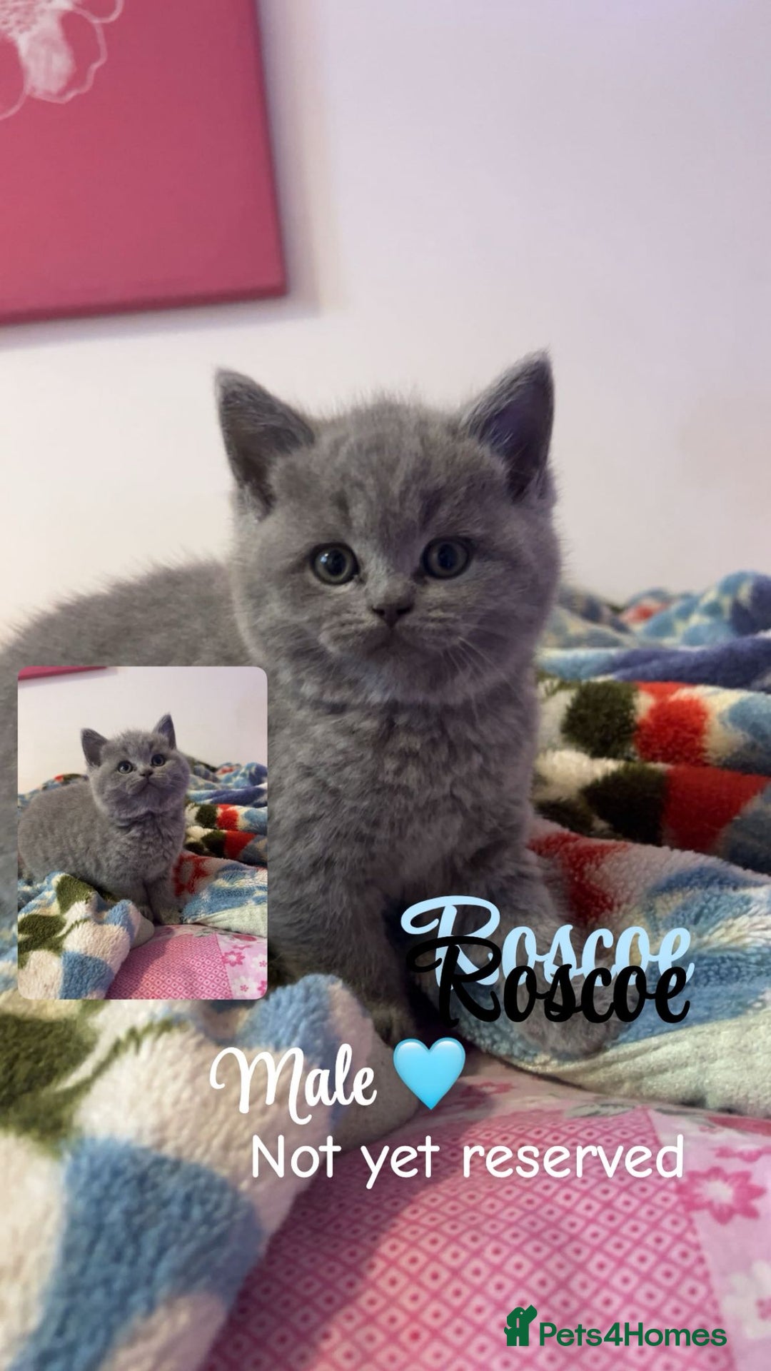 British Shorthair cats for sale: Pure breed dark grey bsh - Advert 1