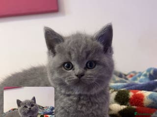 British Shorthair cats Pure breed dark grey bsh - Advert 6