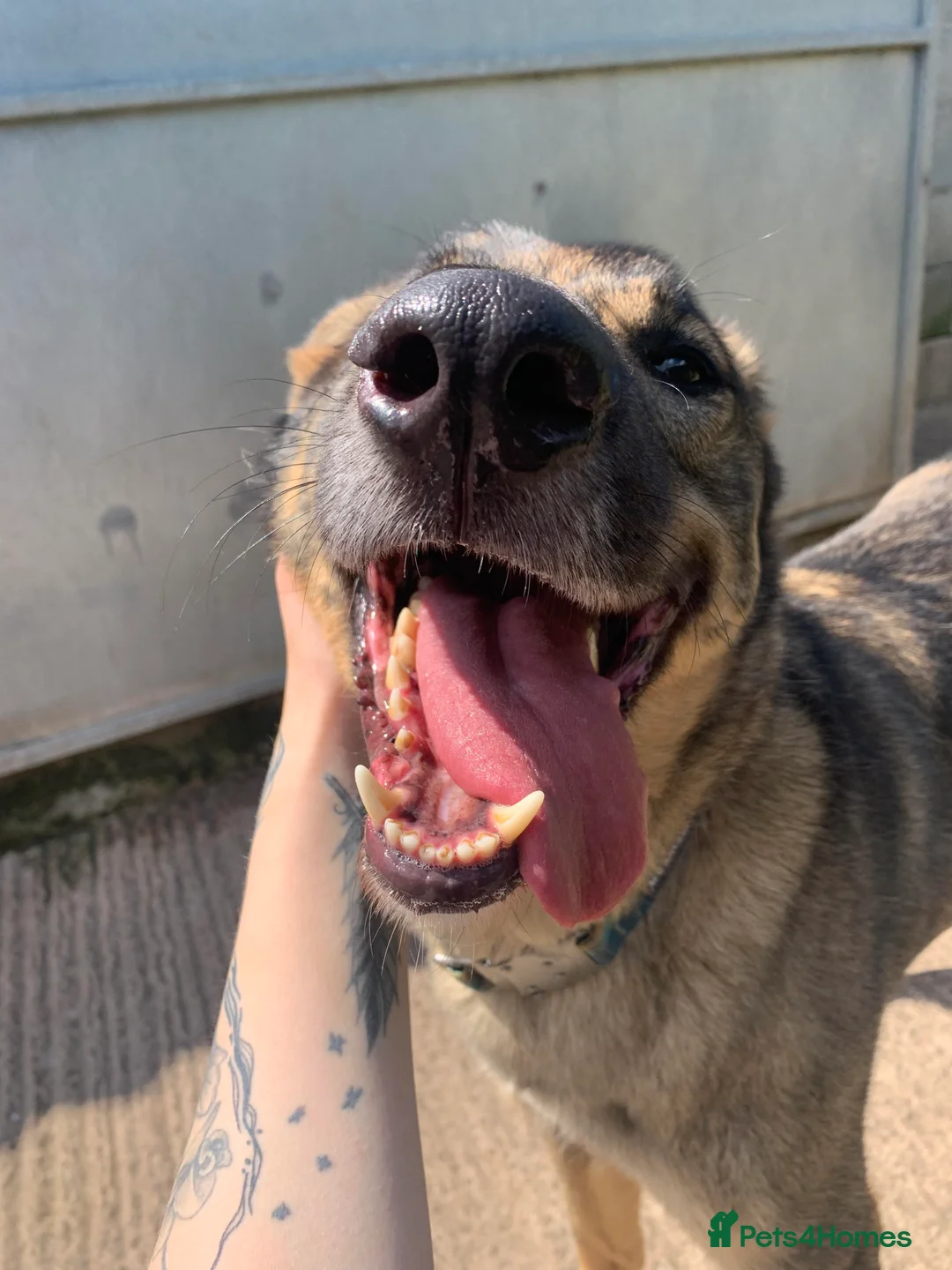 Mixed Breed dogs for adoption: Meet Ozzy, currently residing in Cheshire  in Nantwich - Advert 32