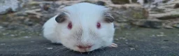 Guinea Pig rodents for sale: Male smooth haired guinea pigs - Advert 6