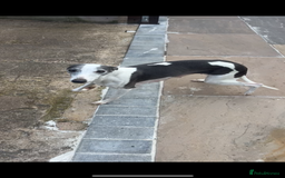 Whippet dogs for sale: KC registered Whippet Pups for Sale - Image 11