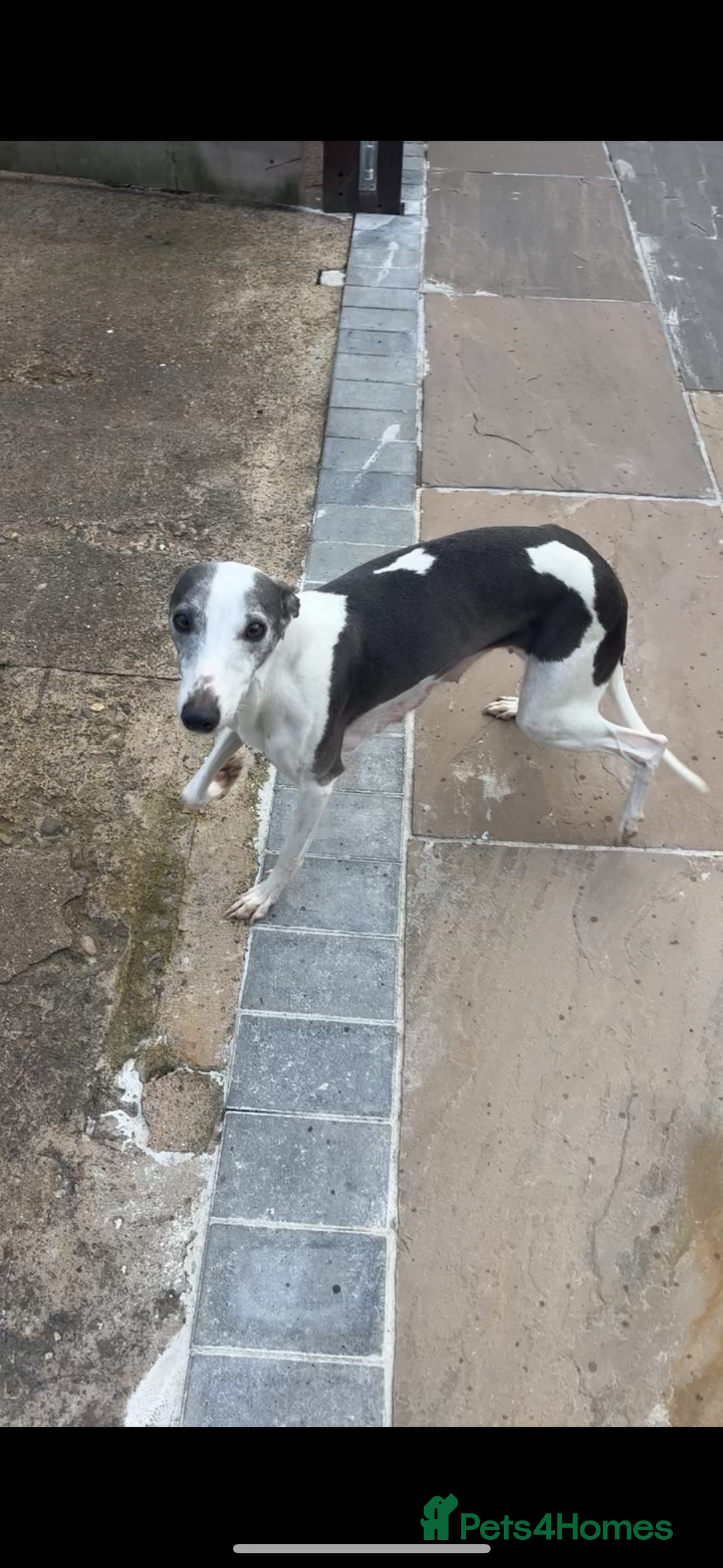 Whippet dogs for sale: KC registered Whippet Pups for Sale - Image 11