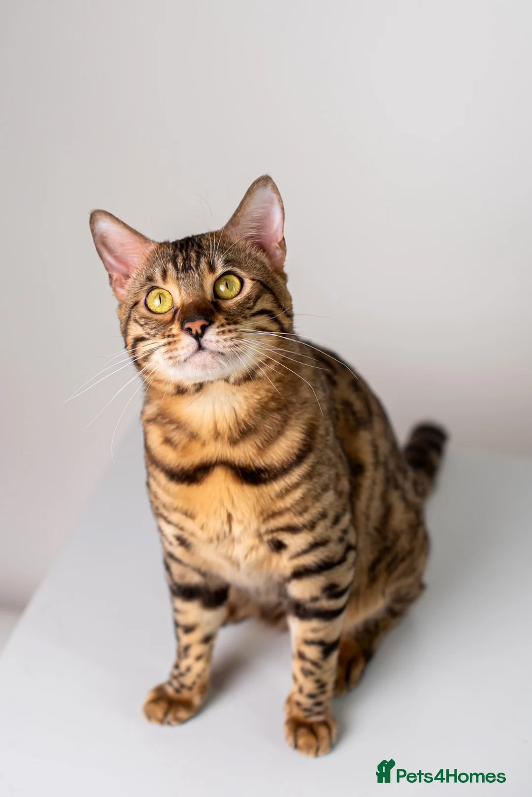 Bengal cats for stud: Stud cat Tica actives 5 generations pedigree  in Barnsley - Advert 13
