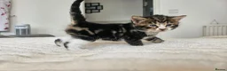 Mixed Breed cats for sale: Beautiful Kittens Looking For Their Forever Homes. - Advert 11