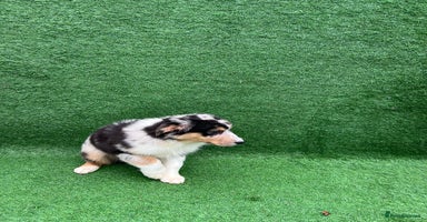 Australian Shepherd dogs Australia shepherd Kc puppies TWO LEFT  - Advert 13