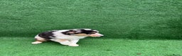 Australian Shepherd dogs for sale: Australia shepherd Kc puppies ONE LEFT  - Advert 4