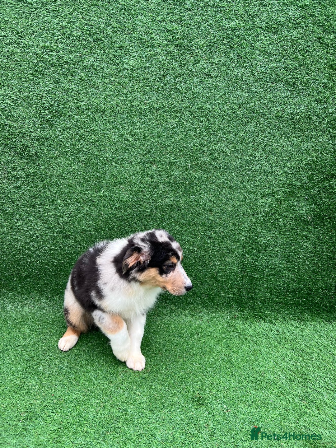 Australian Shepherd dogs for sale: Australia shepherd Kc puppies ONE LEFT  - Advert 4