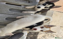 Siberian Husky dogs for sale: Siberian husky puppies (ready forever loving home) - Image 12