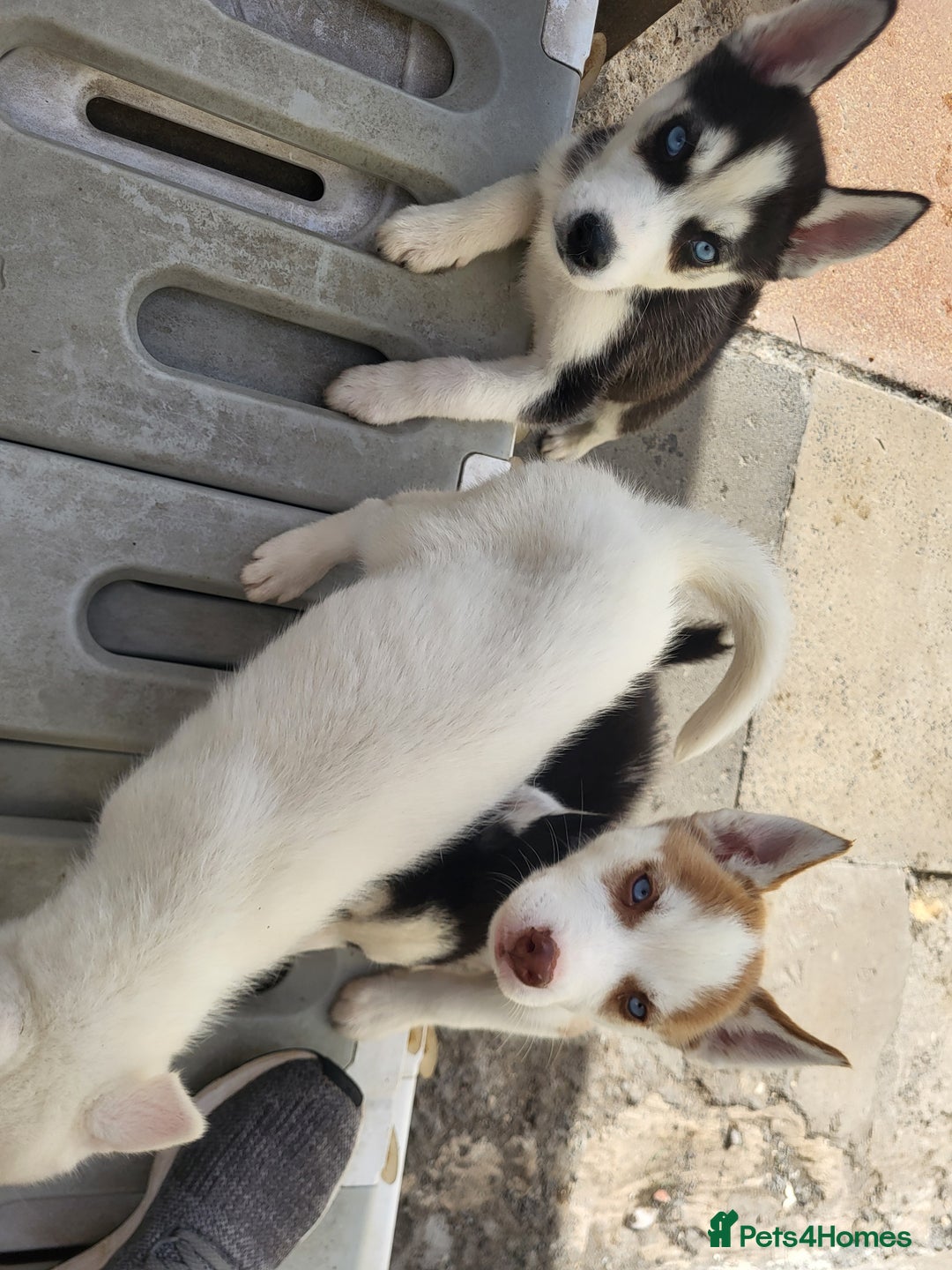 Siberian Husky dogs for sale: Siberian husky puppies (ready forever loving home) - Image 12