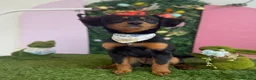 Mixed Breed dogs for sale: 11month old Female mixed breed  - Advert 2
