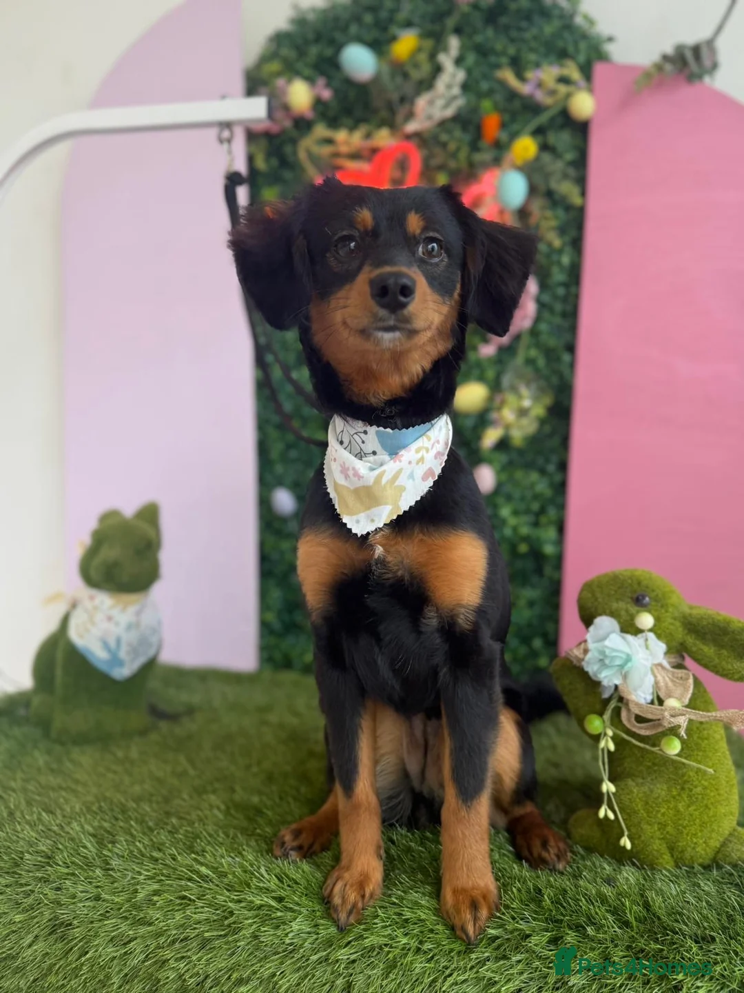 Mixed Breed dogs for sale: 11month old Female mixed breed  - Advert 2