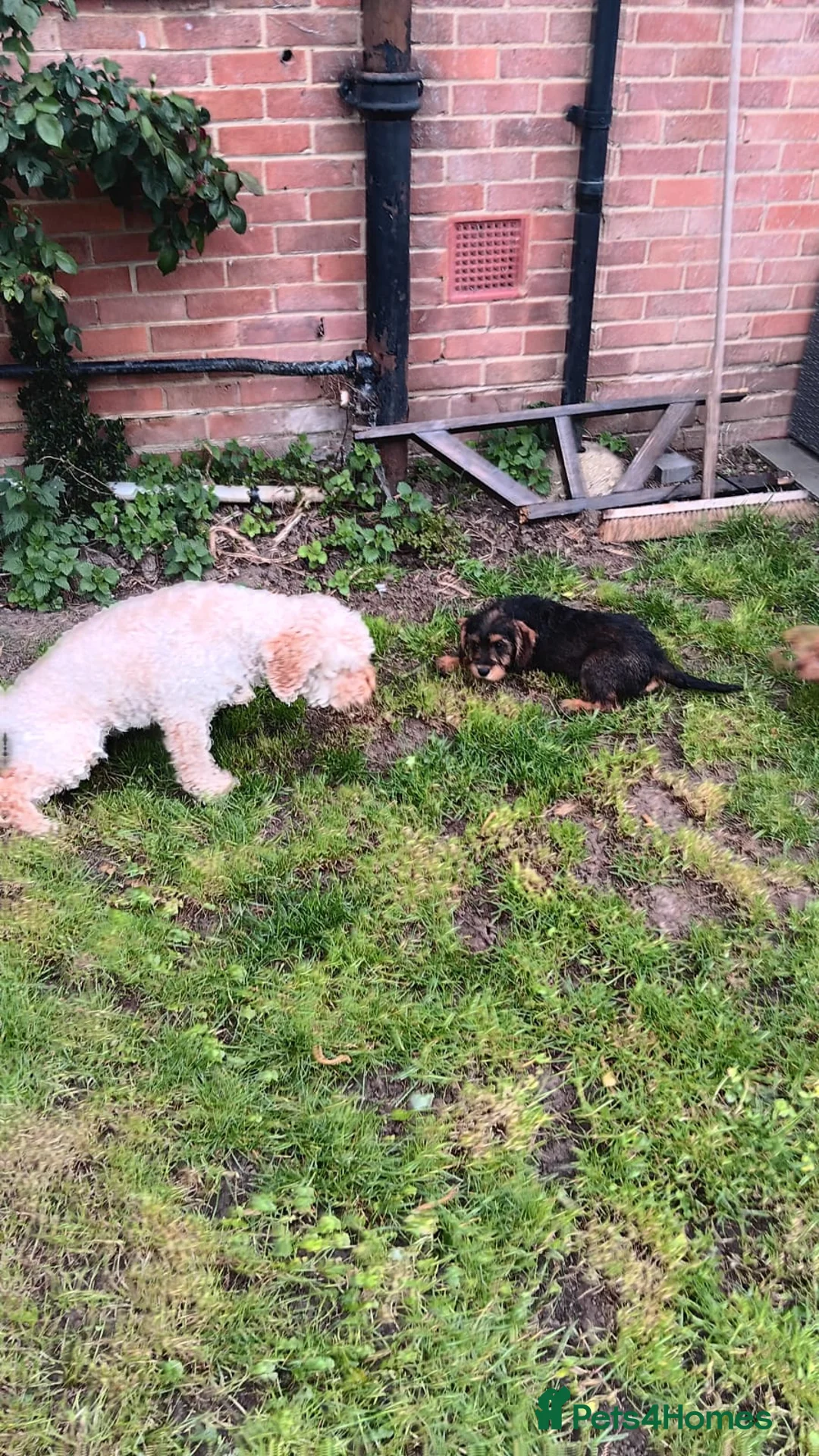 Schnoodle dogs for sale: Miniature schnoodle in Slough - Advert 2