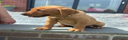 Labrador Retriever dogs for sale: Stunning litter of Fox red puppies  - Advert 21