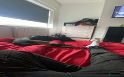 Belgian Shepherd Dog dogs for sale: Belgian Malinois 3 Year Old - Advert 2