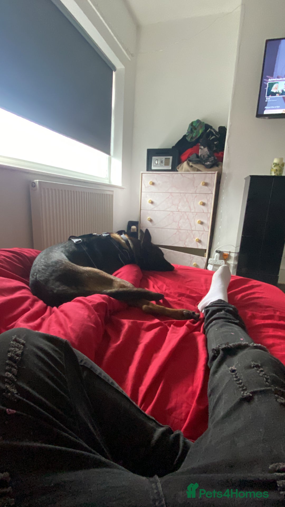 Belgian Shepherd Dog dogs for sale: Belgian Malinois 3 Year Old - Advert 2