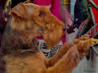 Welsh Terrier dogs Stunning puppies - Advert 1