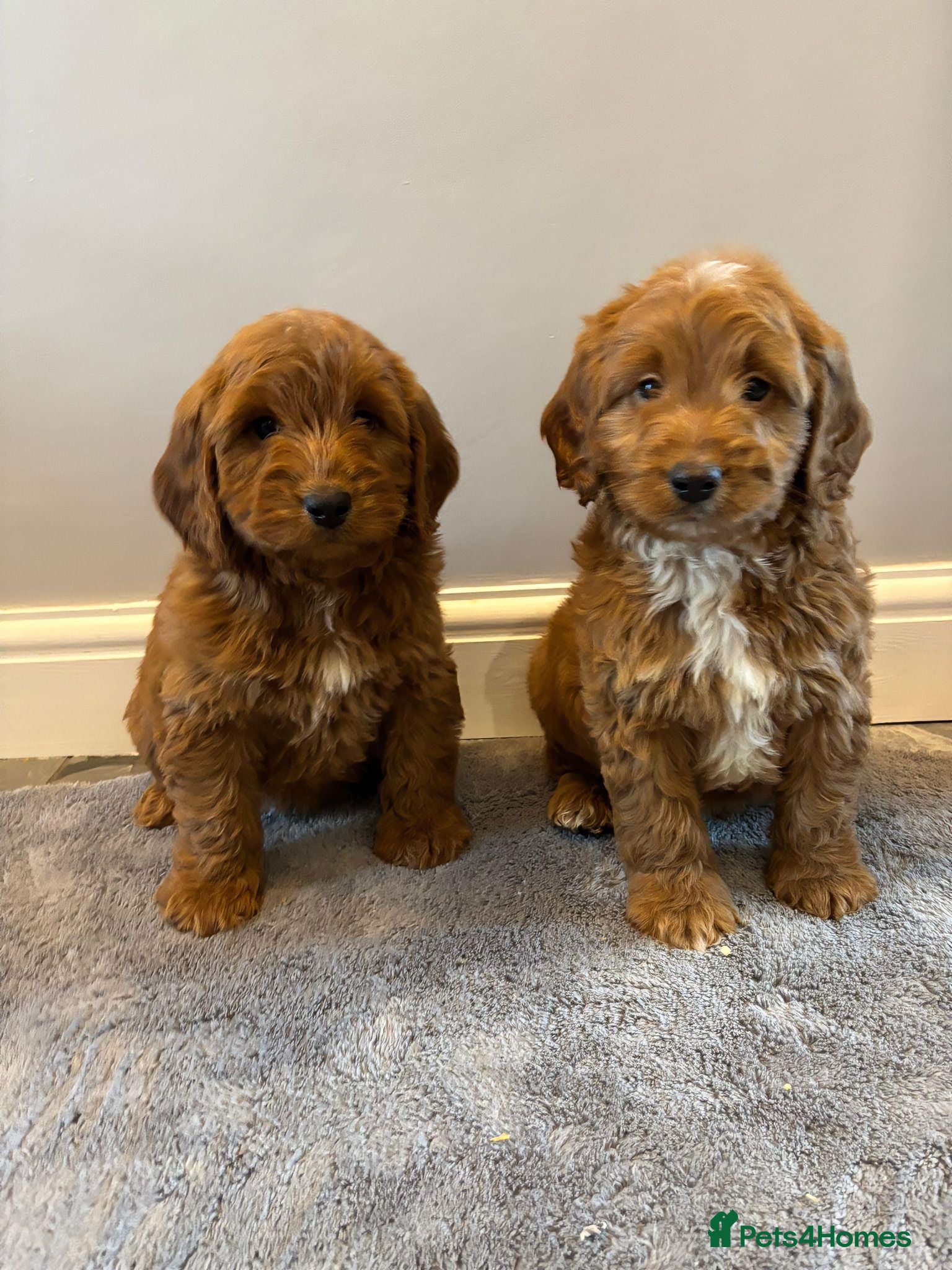 Cockapoo dogs Cockapoo   boys ready now  - Advert 2