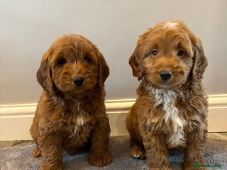 Cockapoo dogs Cockapoo boys ready now - Advert 2