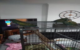 Parrots birds for sale: Bronze winged pionus parrots  - Image 3
