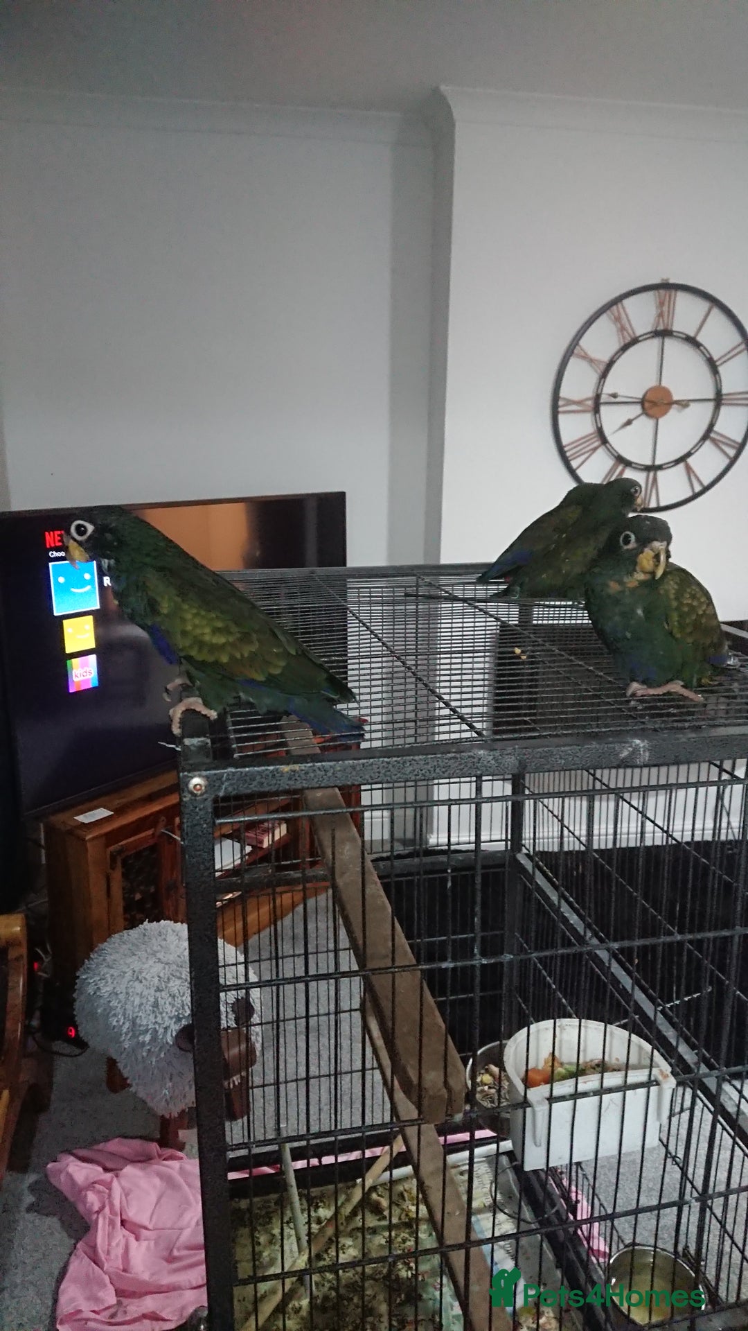 Parrots birds for sale: Bronze winged pionus parrots  - Image 3