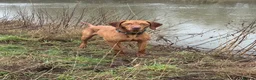 Hungarian Vizsla dogs for stud: The famous Zsivaly Champion sired imported stud in Loughborough - Advert 5