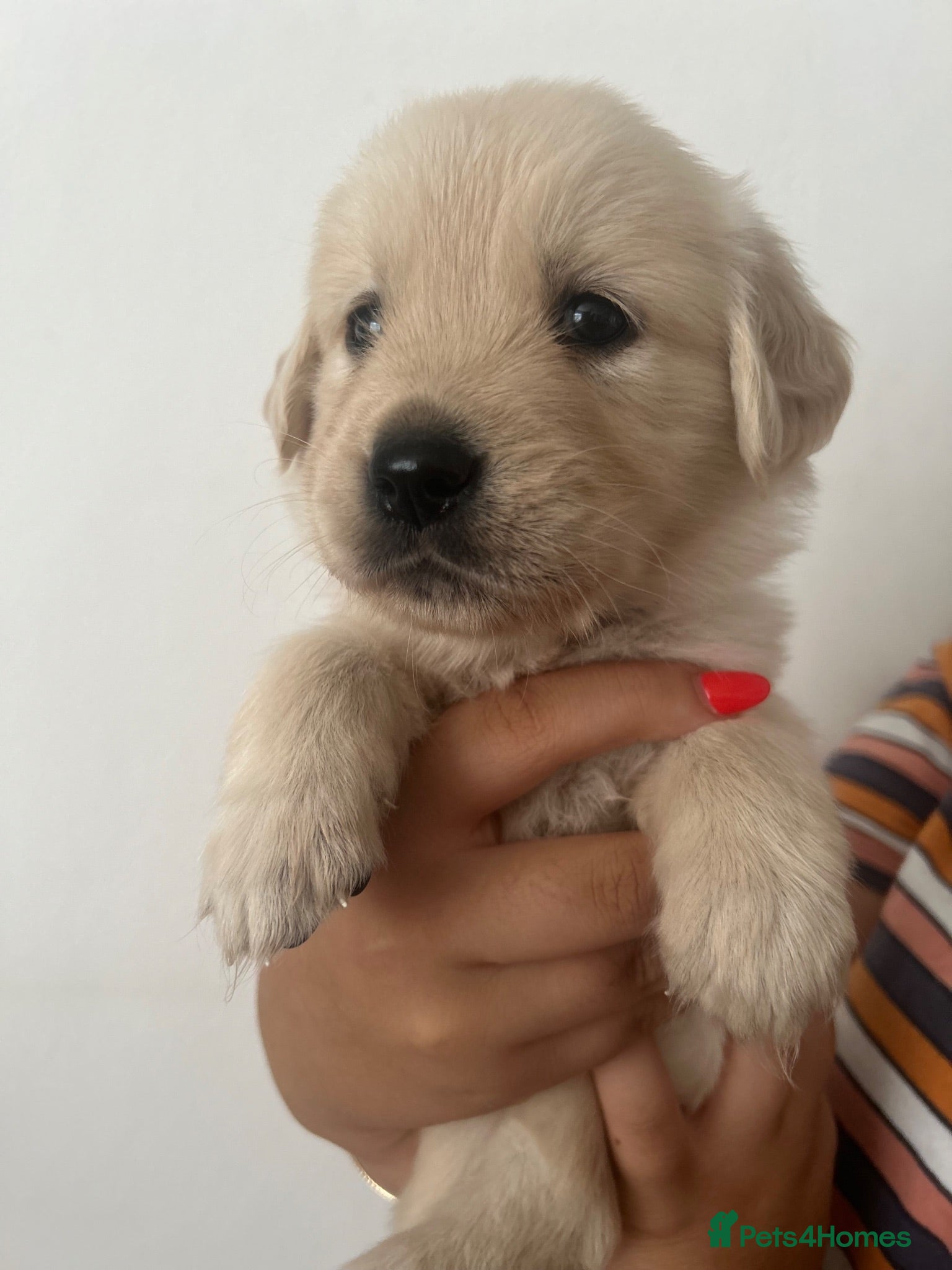Golden Retriever dogs Golden retriever puppies - Advert 12