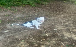 Mixed Breed dogs for sale: Frankie  - Image 1