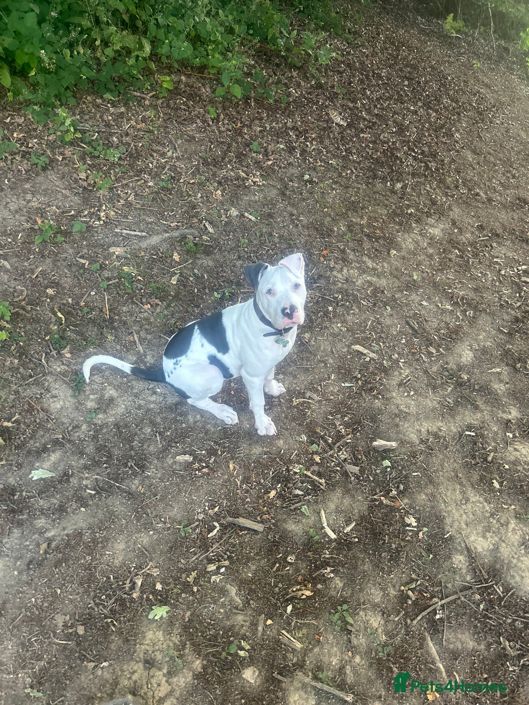 Mixed Breed dogs for sale: Frankie  - Image 1