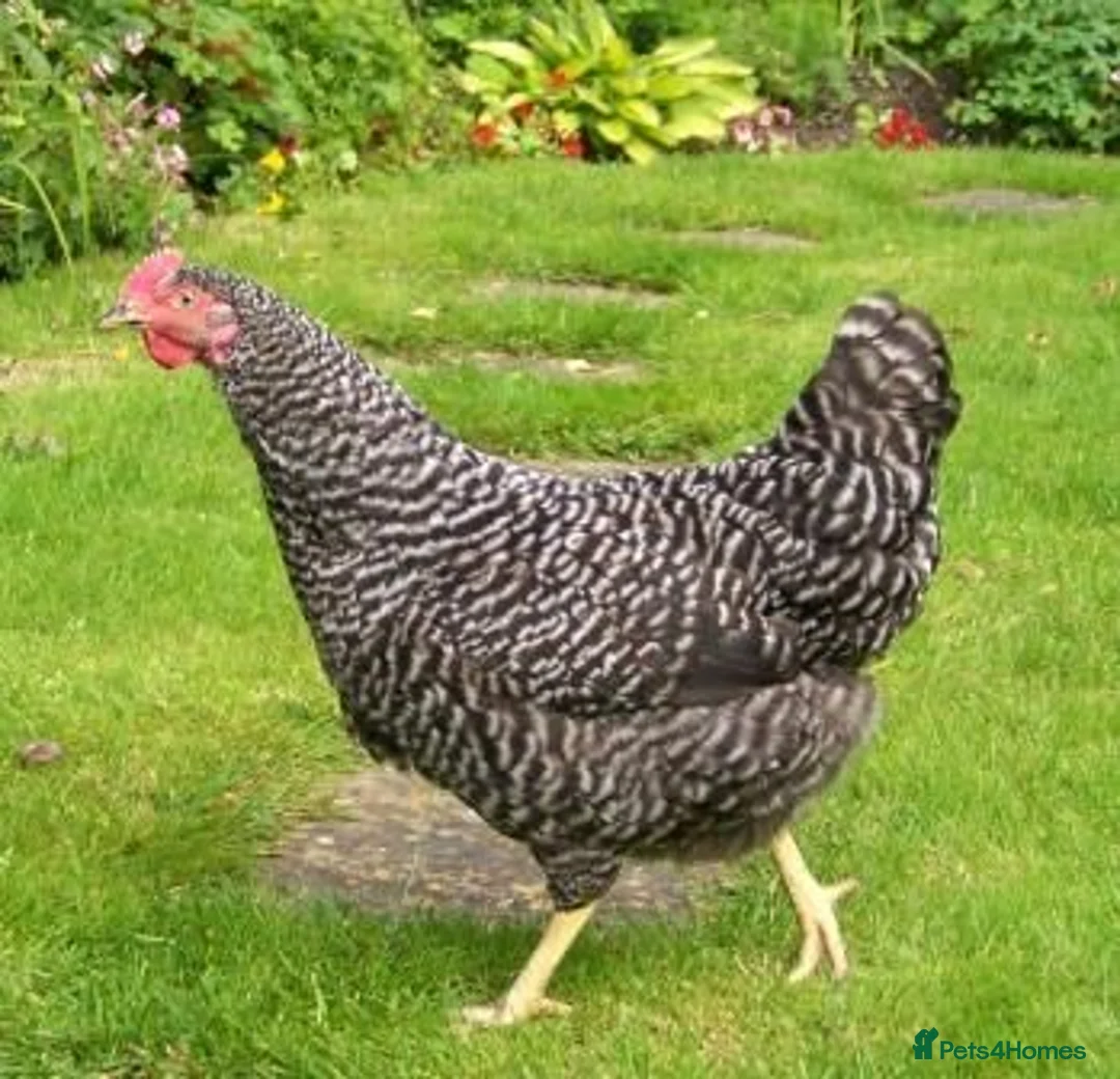 Chickens poultry for sale: Chickens for sale - point of lay - Surrey - Advert 1
