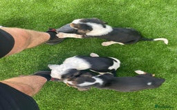 Basset Hound dogs for sale: Basset hound puppies for sale - Image 2