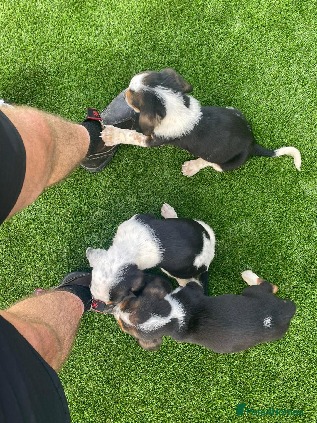 Basset Hound dogs for sale: Basset hound puppies for sale - Image 2