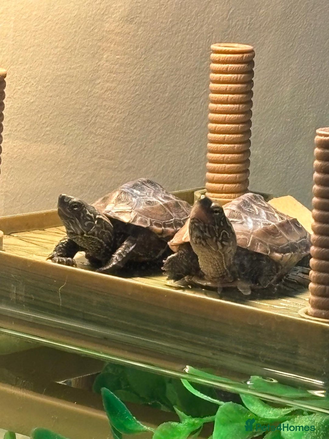 Turtle reptiles for sale: Chinese stripe neck pond turtles - Image 1