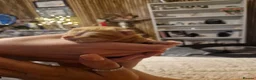 Domestic Shorthair cats for sale: Kittens for sale  - Advert 2