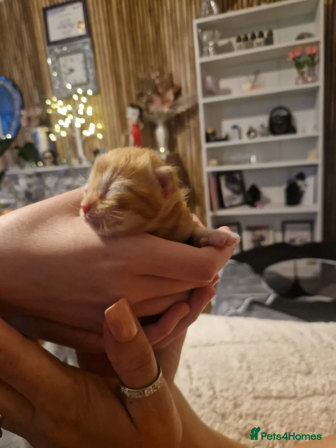 Domestic Shorthair cats for sale: Kittens for sale  - Advert 2