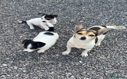 Jack Russell dogs for sale: Jack russel puppy’s  - Image 9