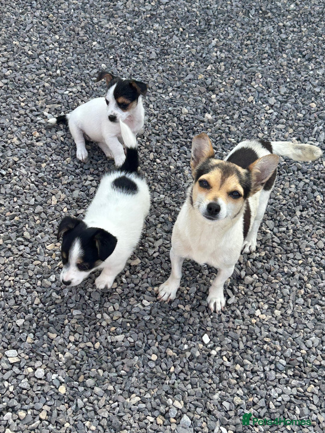 Jack Russell dogs for sale: Jack russel puppy’s  - Image 9