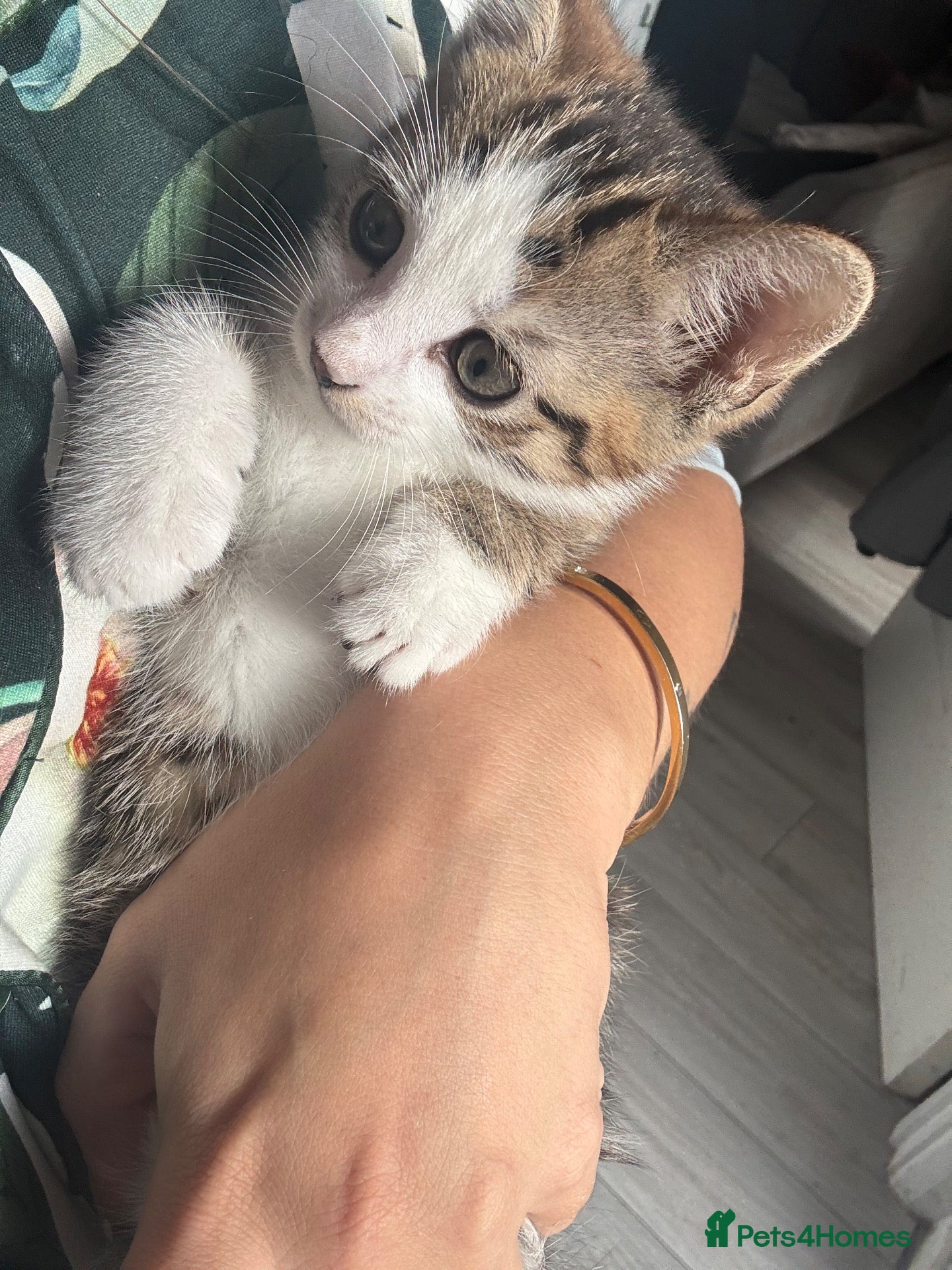 Mixed Breed cats Male kitten - Advert 5