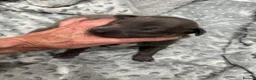 Italian Greyhound dogs for sale: Beautiful Italian greyhound puppies for sale  in Worksop - Advert 6