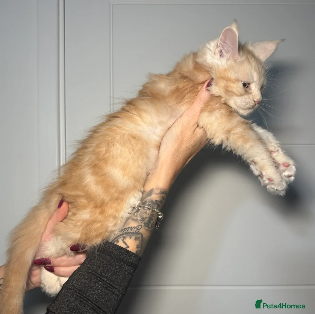Maine Coon cats for sale: Champion line kittens, ready to reservation🥰 - Advert 2